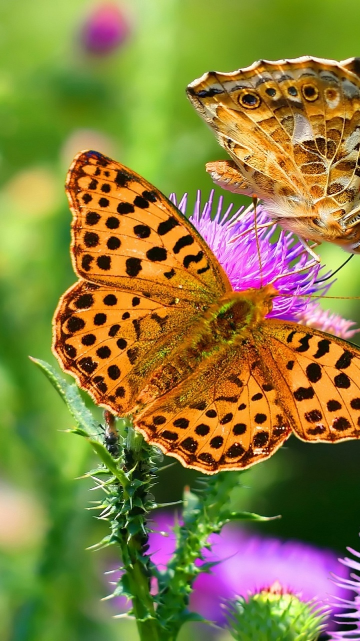Brown and Black Butterfly on Purple Flower. Wallpaper in 720x1280 Resolution