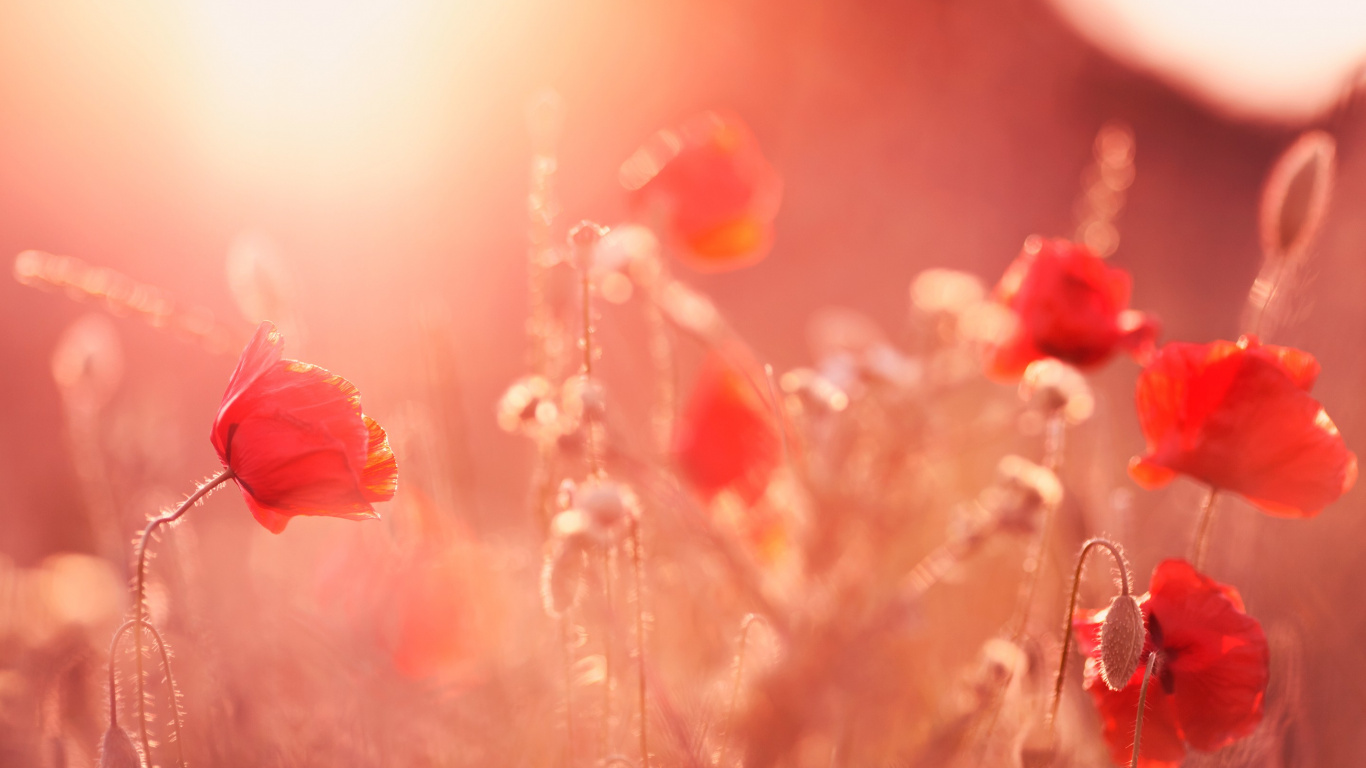 Red Flower in Tilt Shift Lens. Wallpaper in 1366x768 Resolution