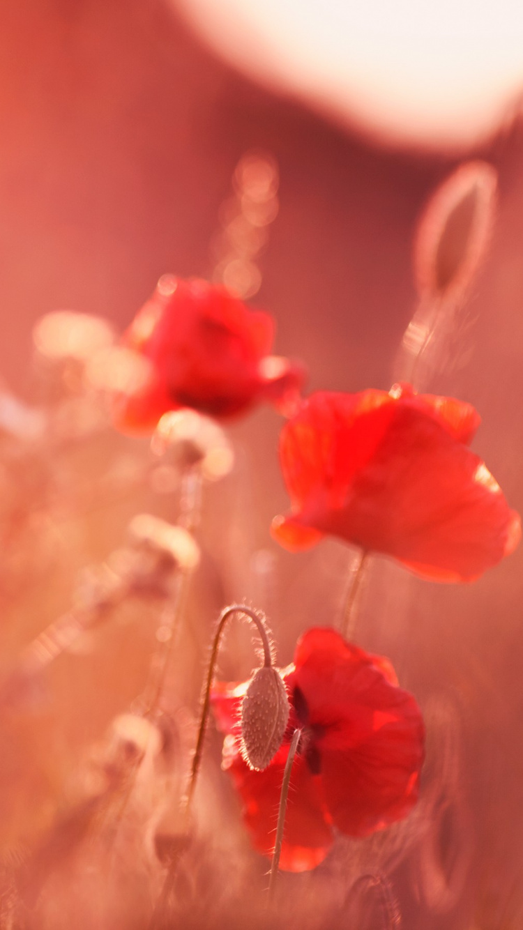 Red Flower in Tilt Shift Lens. Wallpaper in 750x1334 Resolution