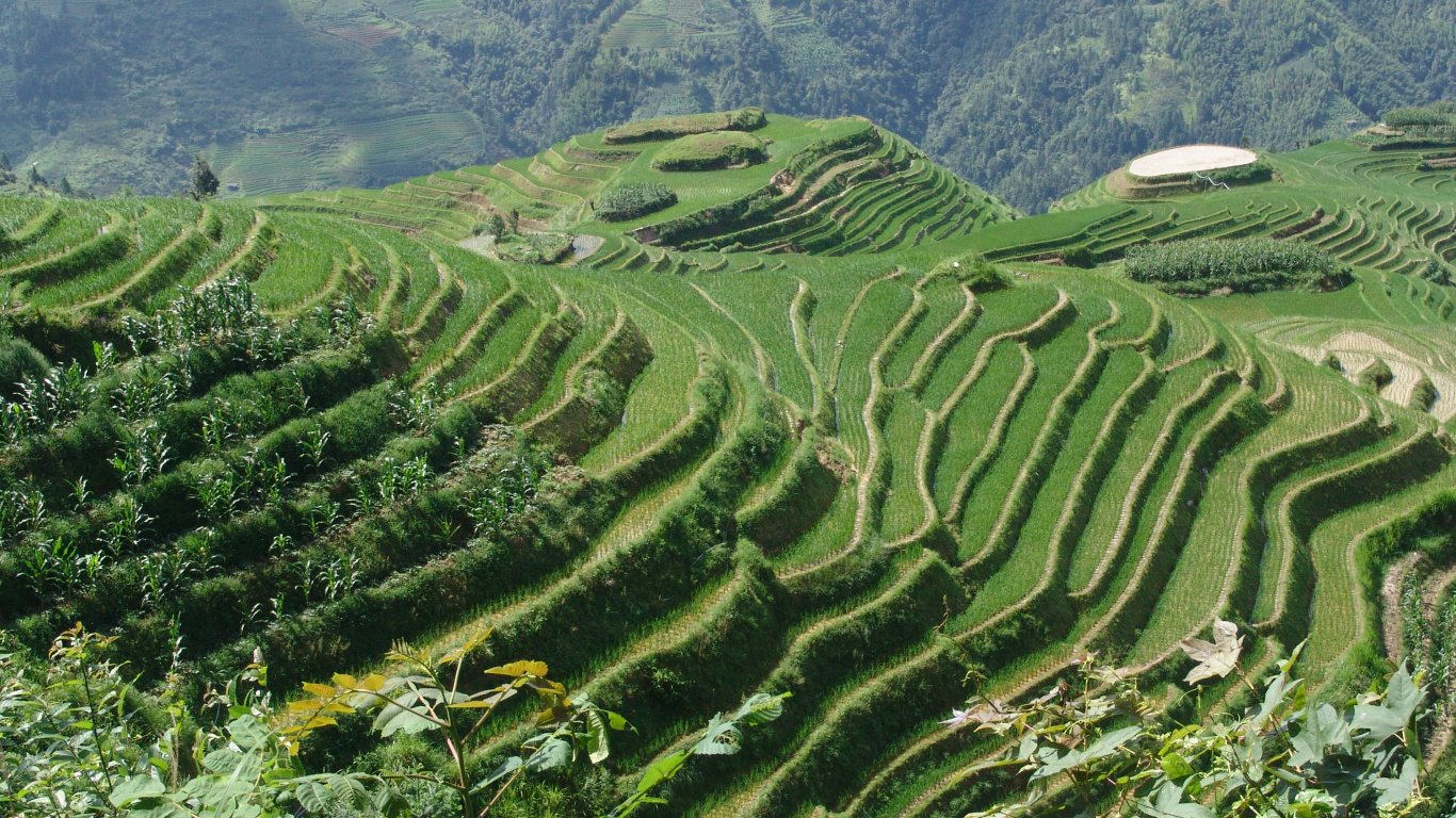中国, 高地, 露台, 山站, 农业 壁纸 1366x768 允许