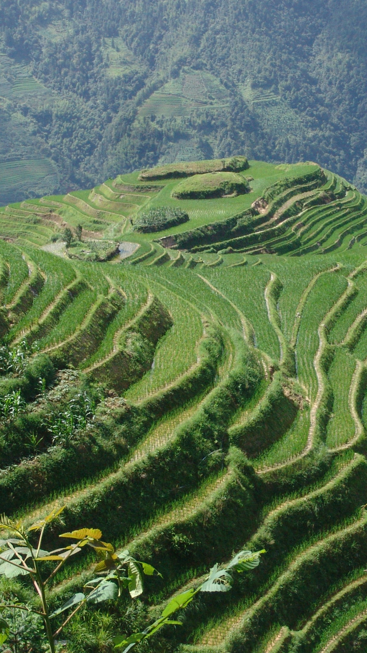 中国, 高地, 露台, 山站, 农业 壁纸 750x1334 允许