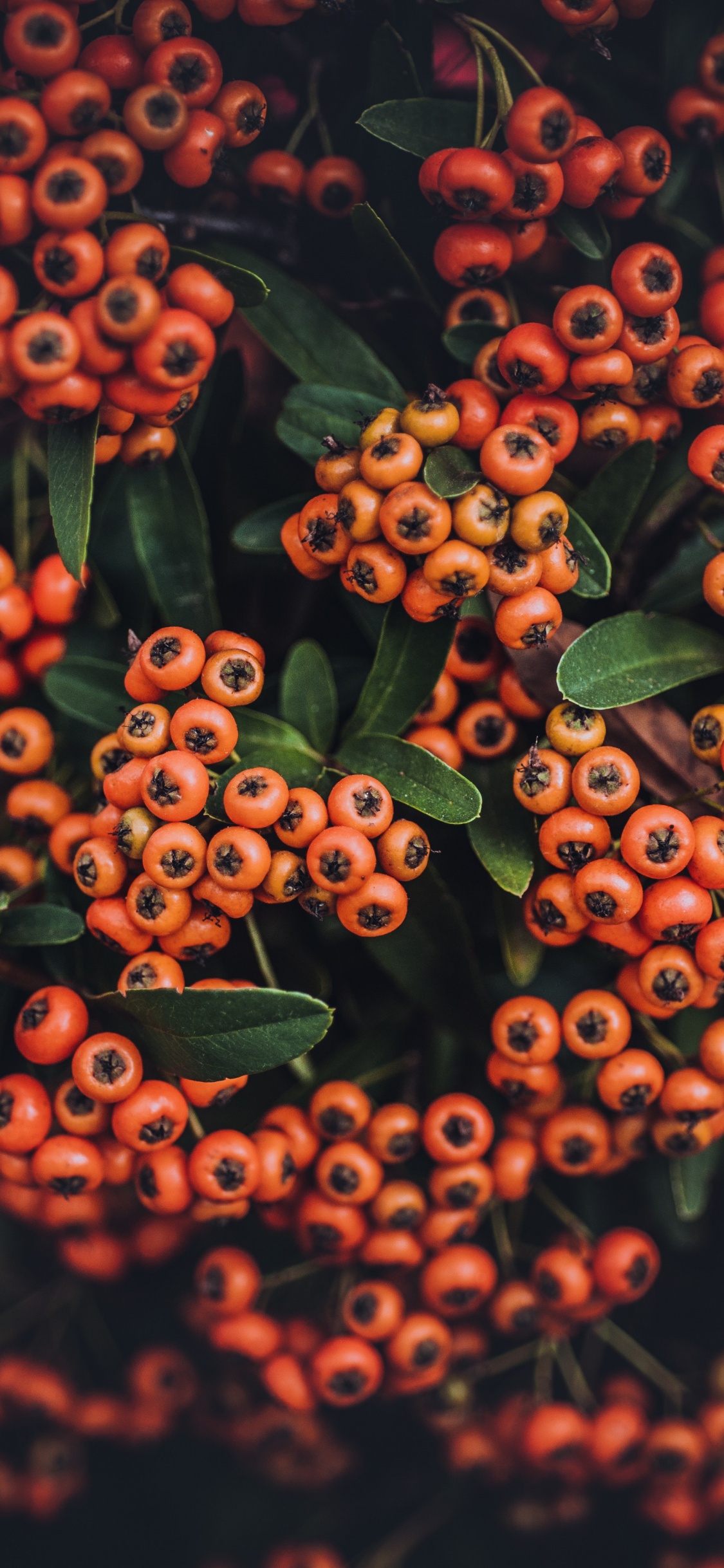 Red and Green Plant With Green Leaves. Wallpaper in 1125x2436 Resolution