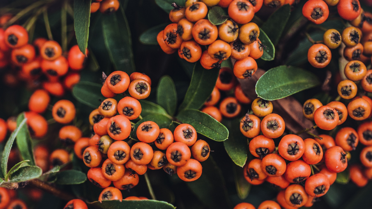 Red and Green Plant With Green Leaves. Wallpaper in 1280x720 Resolution