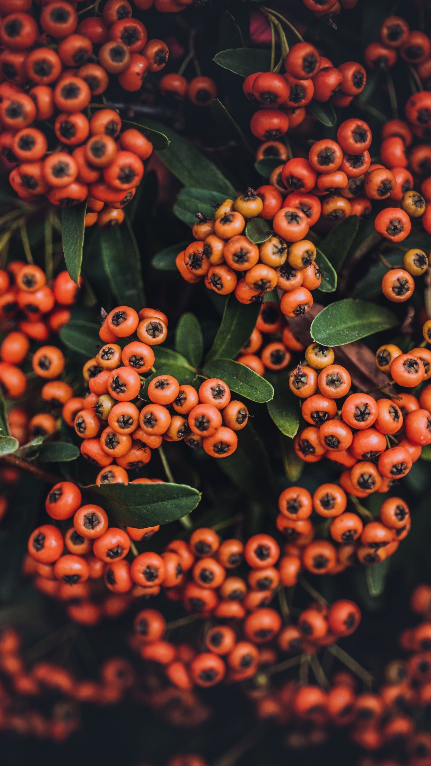 Red and Green Plant With Green Leaves. Wallpaper in 1440x2560 Resolution