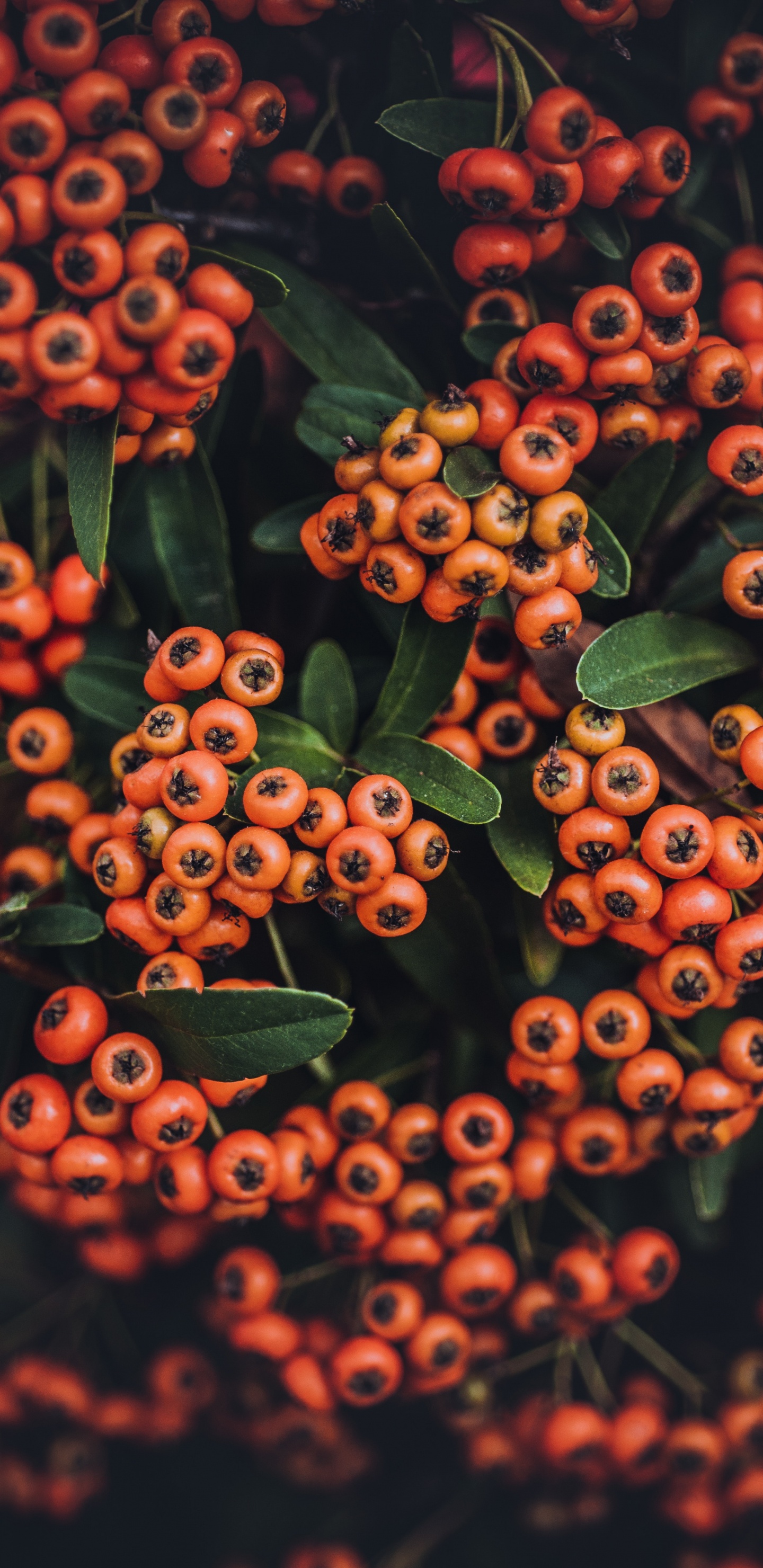 Red and Green Plant With Green Leaves. Wallpaper in 1440x2960 Resolution