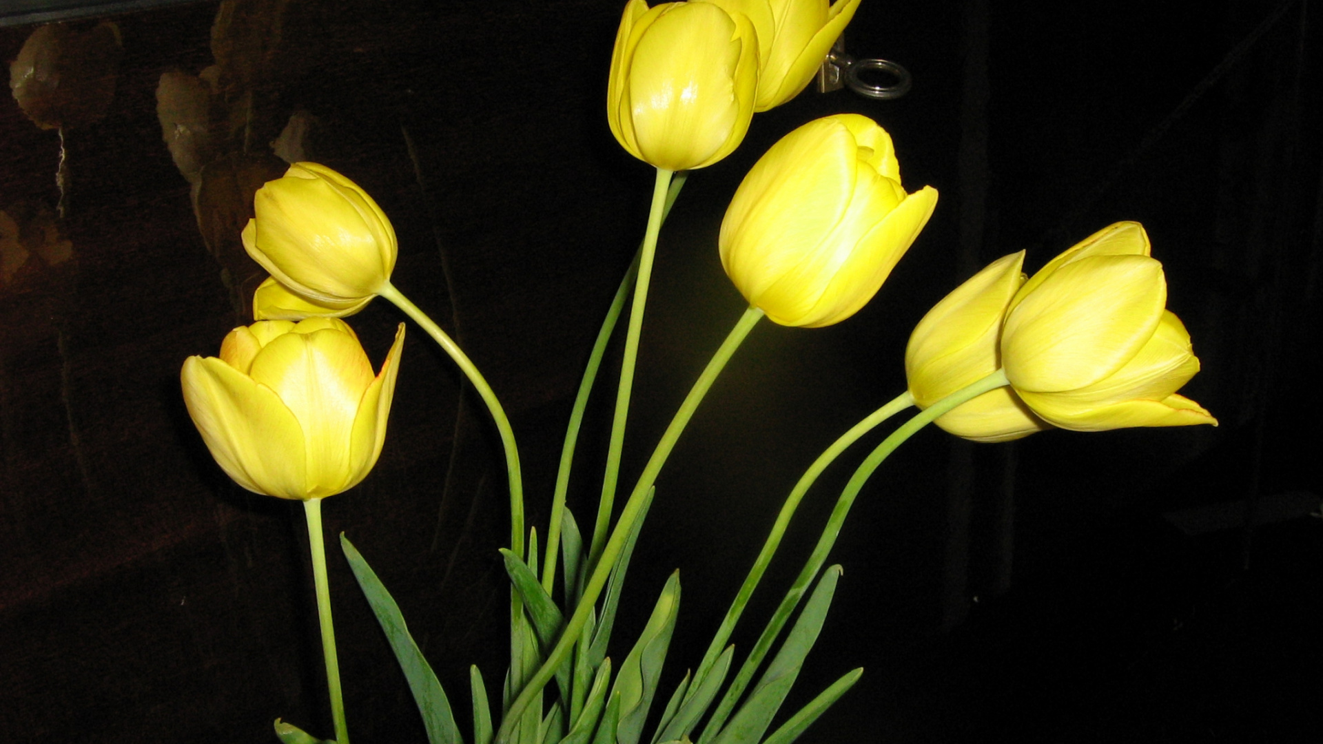 Gelbe Tulpen in Klarer Glasvase. Wallpaper in 1920x1080 Resolution