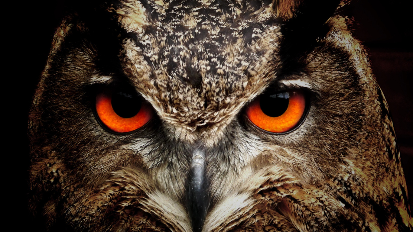 Brown and Black Owl in Close up Photography. Wallpaper in 1366x768 Resolution