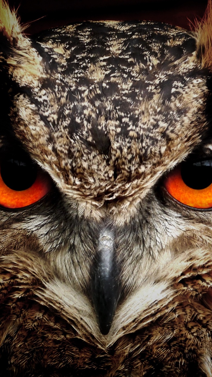 Brown and Black Owl in Close up Photography. Wallpaper in 720x1280 Resolution