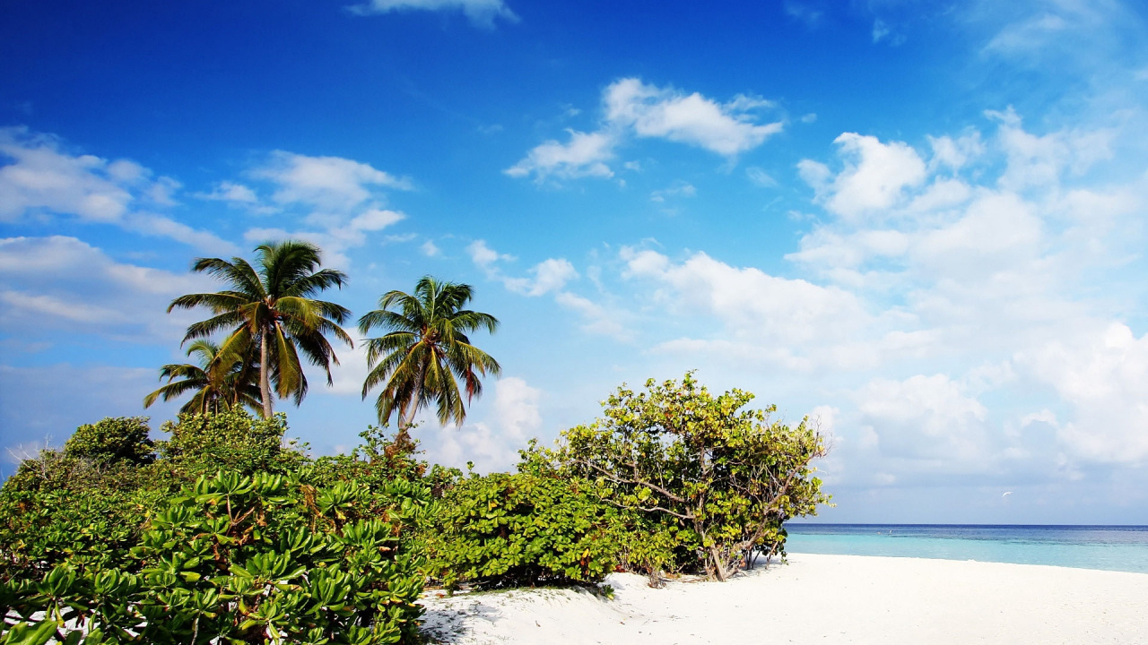 Green Trees on White Sand Beach During Daytime. Wallpaper in 1280x720 Resolution