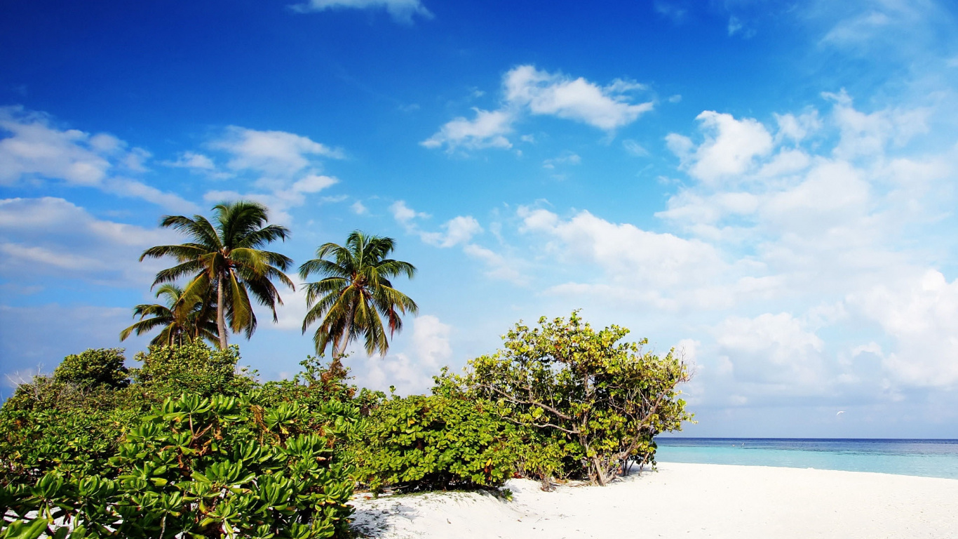 Green Trees on White Sand Beach During Daytime. Wallpaper in 1366x768 Resolution