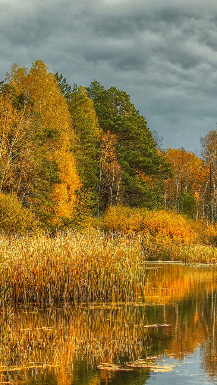 Brown and Green Trees Beside River Under Cloudy Sky During Daytime. Wallpaper in 720x1280 Resolution
