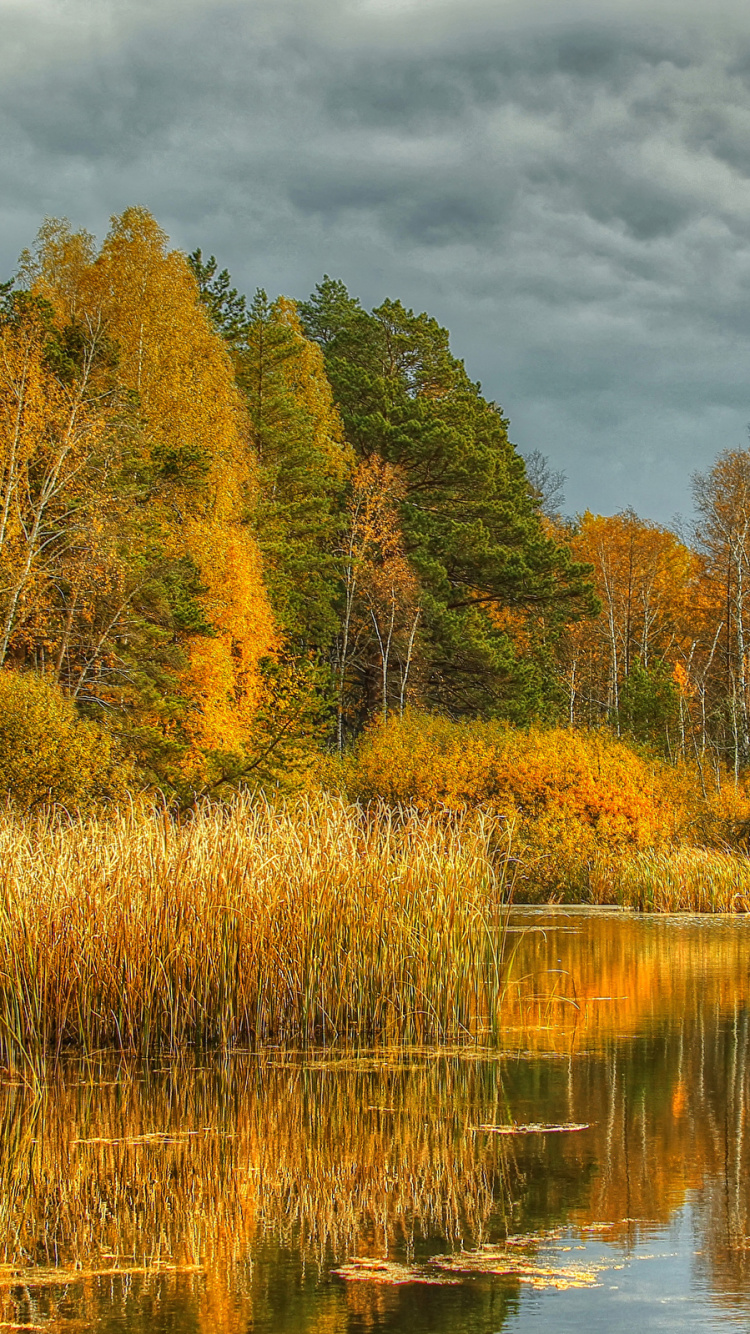 Brown and Green Trees Beside River Under Cloudy Sky During Daytime. Wallpaper in 750x1334 Resolution