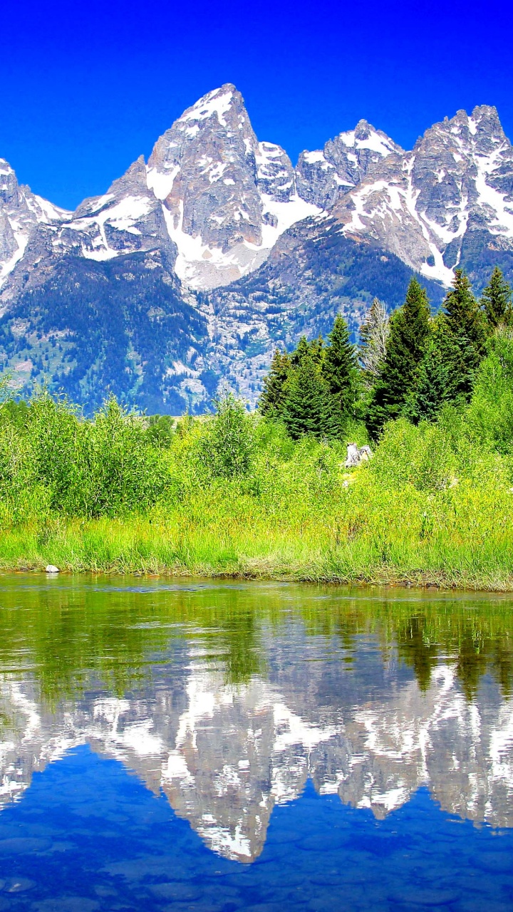 Grüne Bäume in Der Nähe Von Gewässern Tagsüber Water. Wallpaper in 720x1280 Resolution