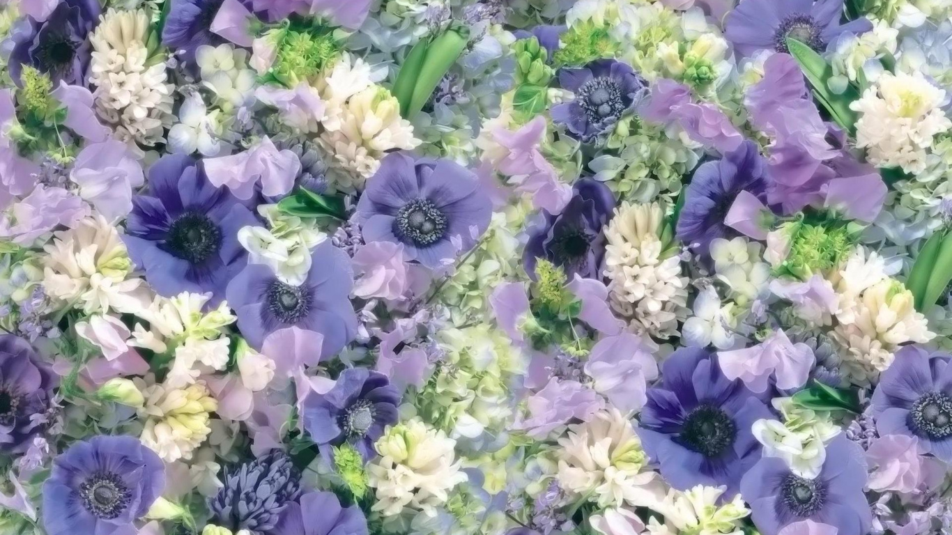 淡紫色的, 显花植物, 紫色的, 切花, 花艺 壁纸 1366x768 允许
