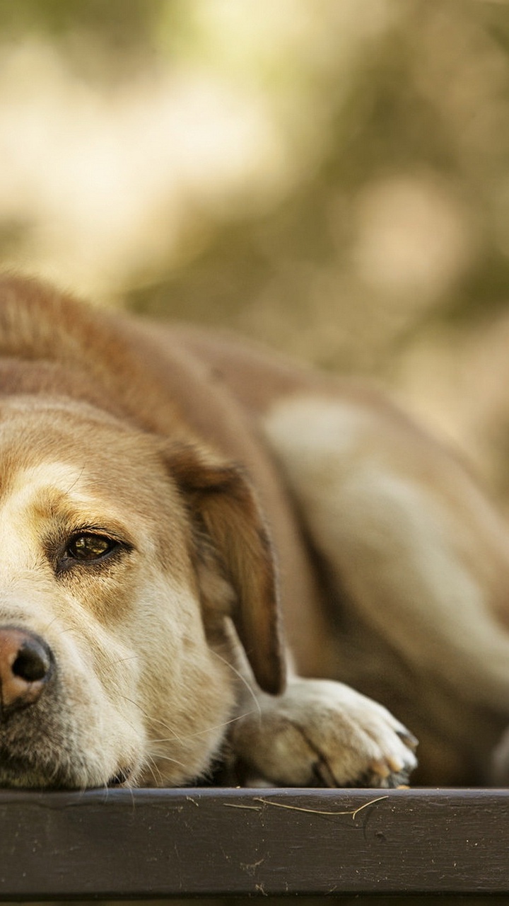 Hunderasse, Begleithund, Hund, Hund Wie Säugetier, Straße Hund. Wallpaper in 720x1280 Resolution