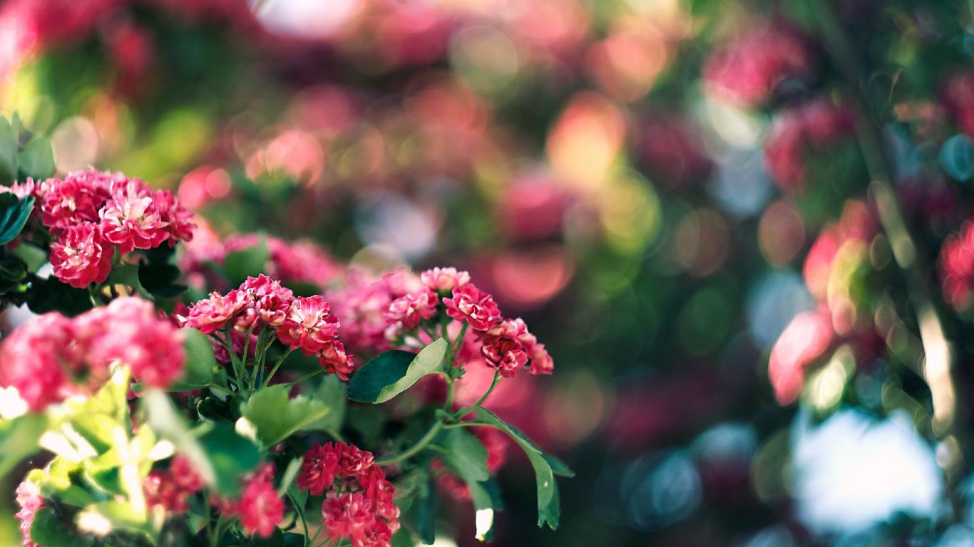 Pink and White Flowers in Tilt Shift Lens. Wallpaper in 1366x768 Resolution