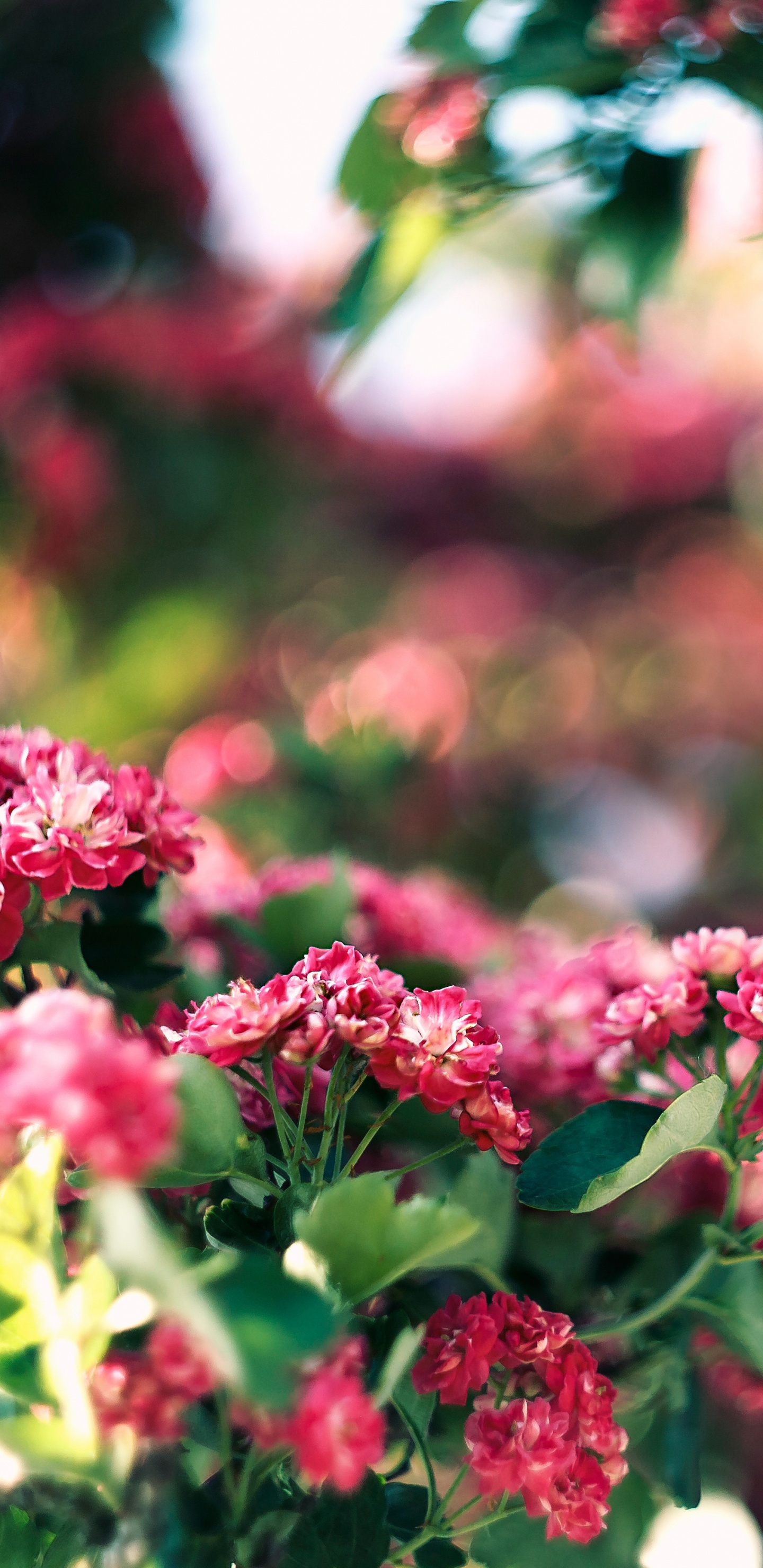 Pink and White Flowers in Tilt Shift Lens. Wallpaper in 1440x2960 Resolution