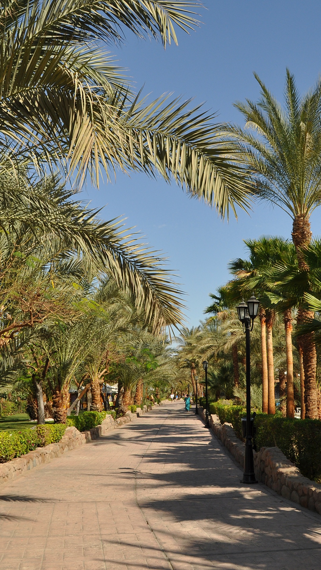 Green Palm Trees Near Brown and White House Under Blue Sky During Daytime. Wallpaper in 1080x1920 Resolution