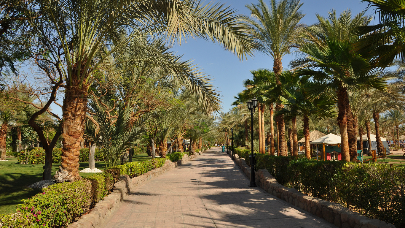 Green Palm Trees Near Brown and White House Under Blue Sky During Daytime. Wallpaper in 1366x768 Resolution