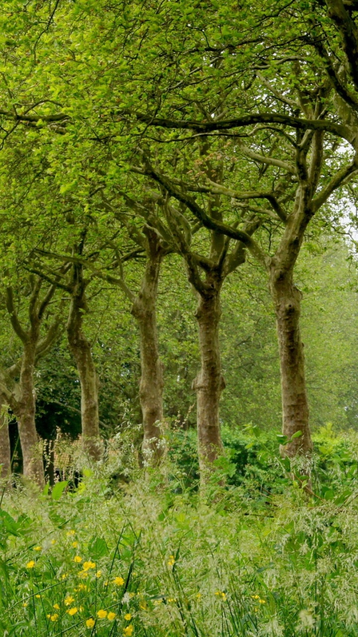 Green Grass and Trees During Daytime. Wallpaper in 720x1280 Resolution