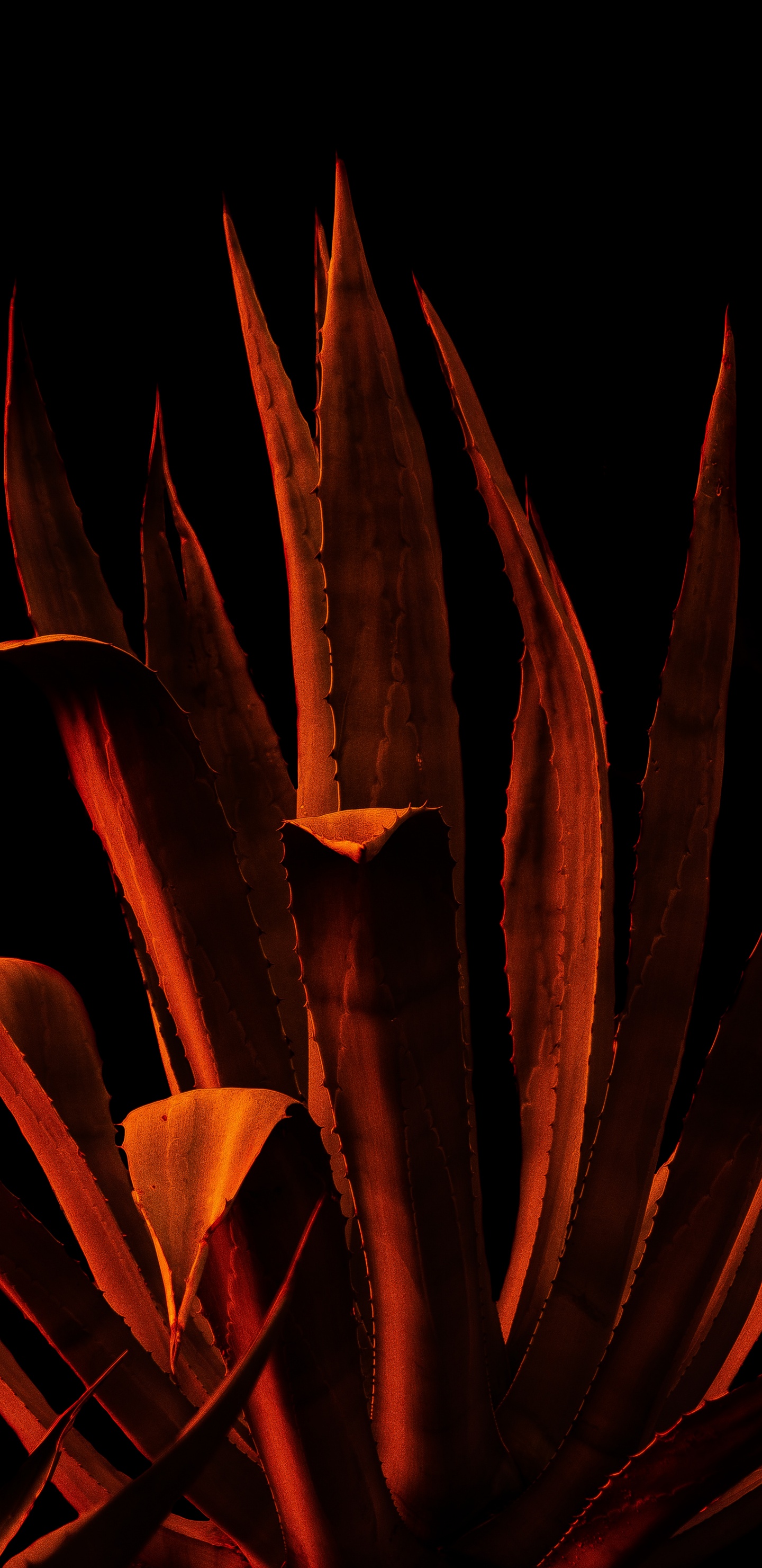 Orange, Video, Benutzerkontos, Fabrik, Licht. Wallpaper in 1440x2960 Resolution