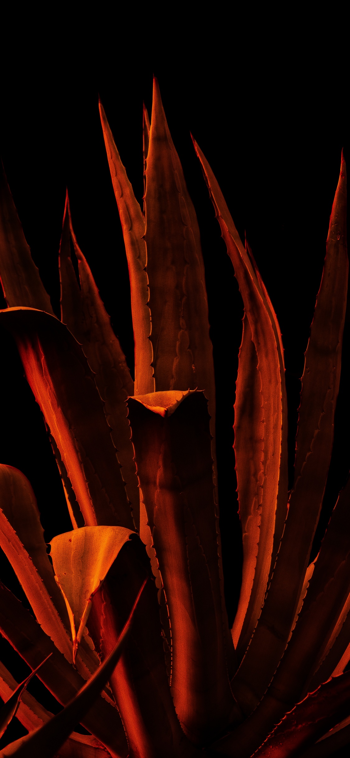 Plant, Flower, Orange, Video, User Account. Wallpaper in 1125x2436 Resolution