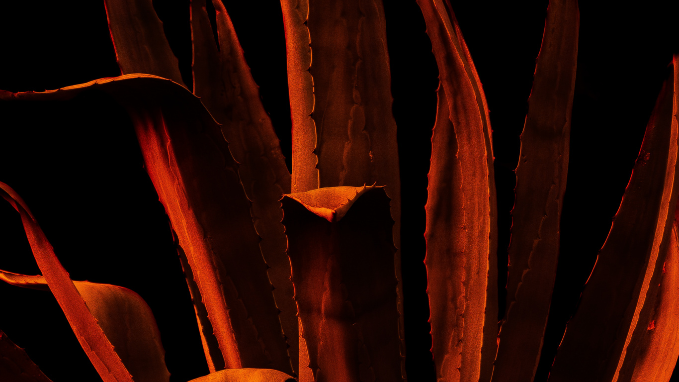 Plant, Flower, Orange, Video, User Account. Wallpaper in 1366x768 Resolution