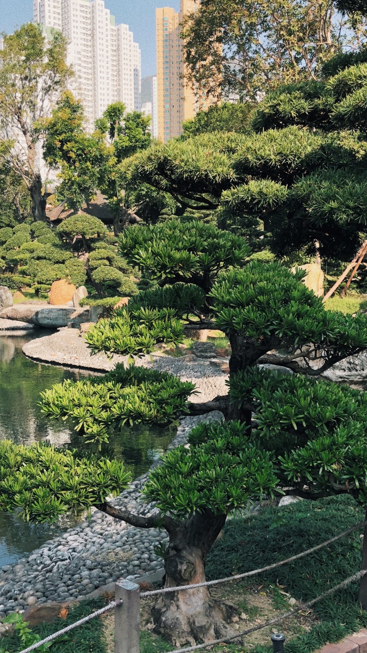Hong Kong, Végétation, Jardin Botanique, Biome, Eau. Wallpaper in 720x1280 Resolution