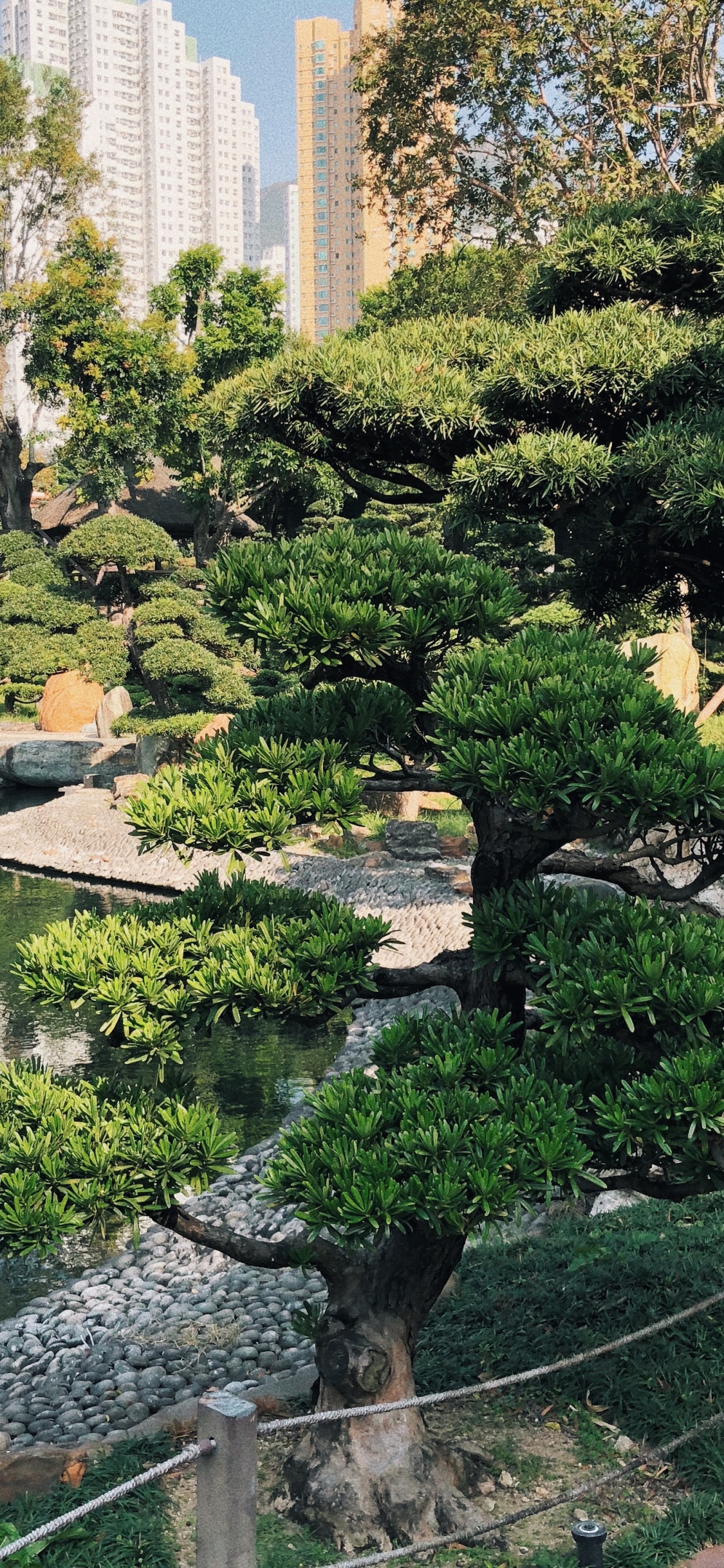 Hongkong, Vegetation, Botanischer Garten, Biome, Wasser. Wallpaper in 1125x2436 Resolution