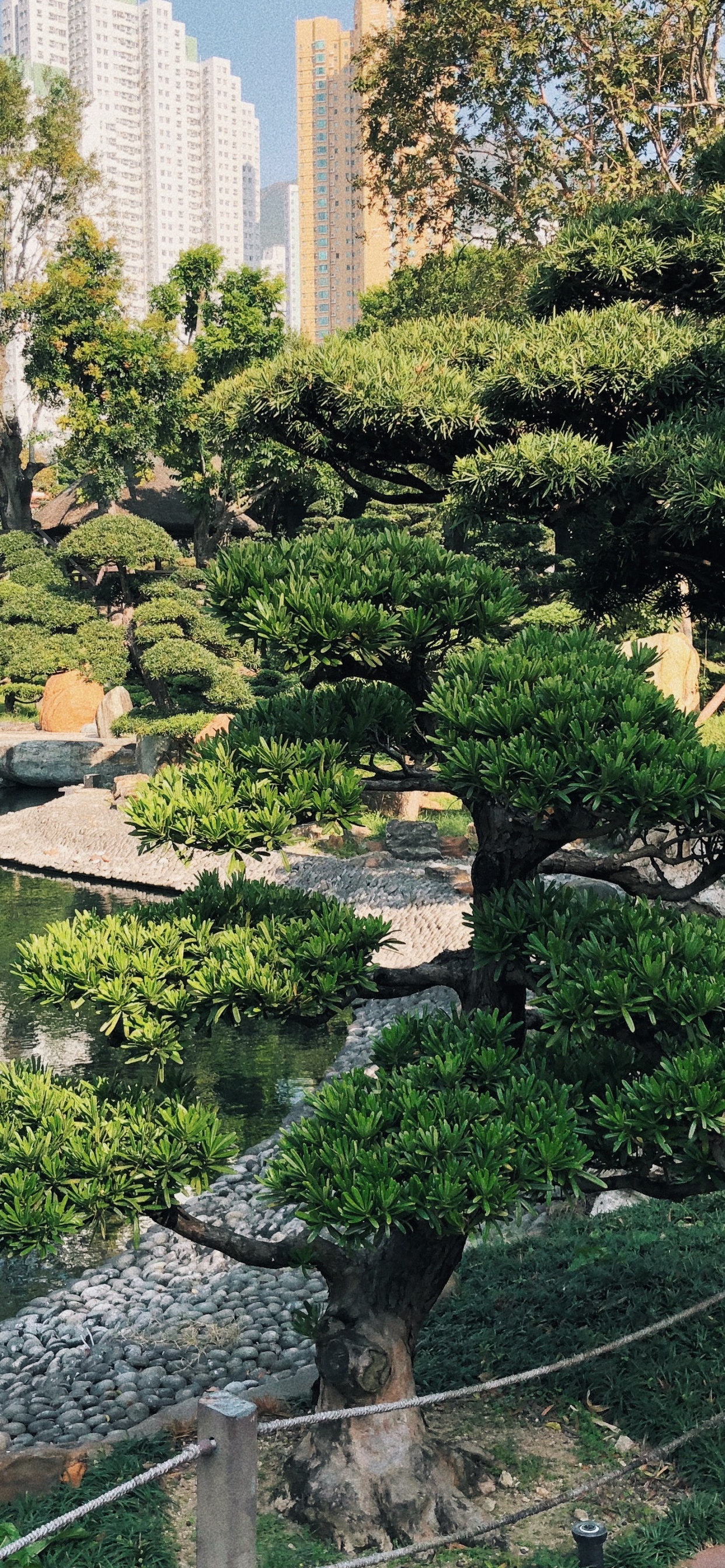 Hongkong, Vegetation, Botanischer Garten, Biome, Wasser. Wallpaper in 1242x2688 Resolution