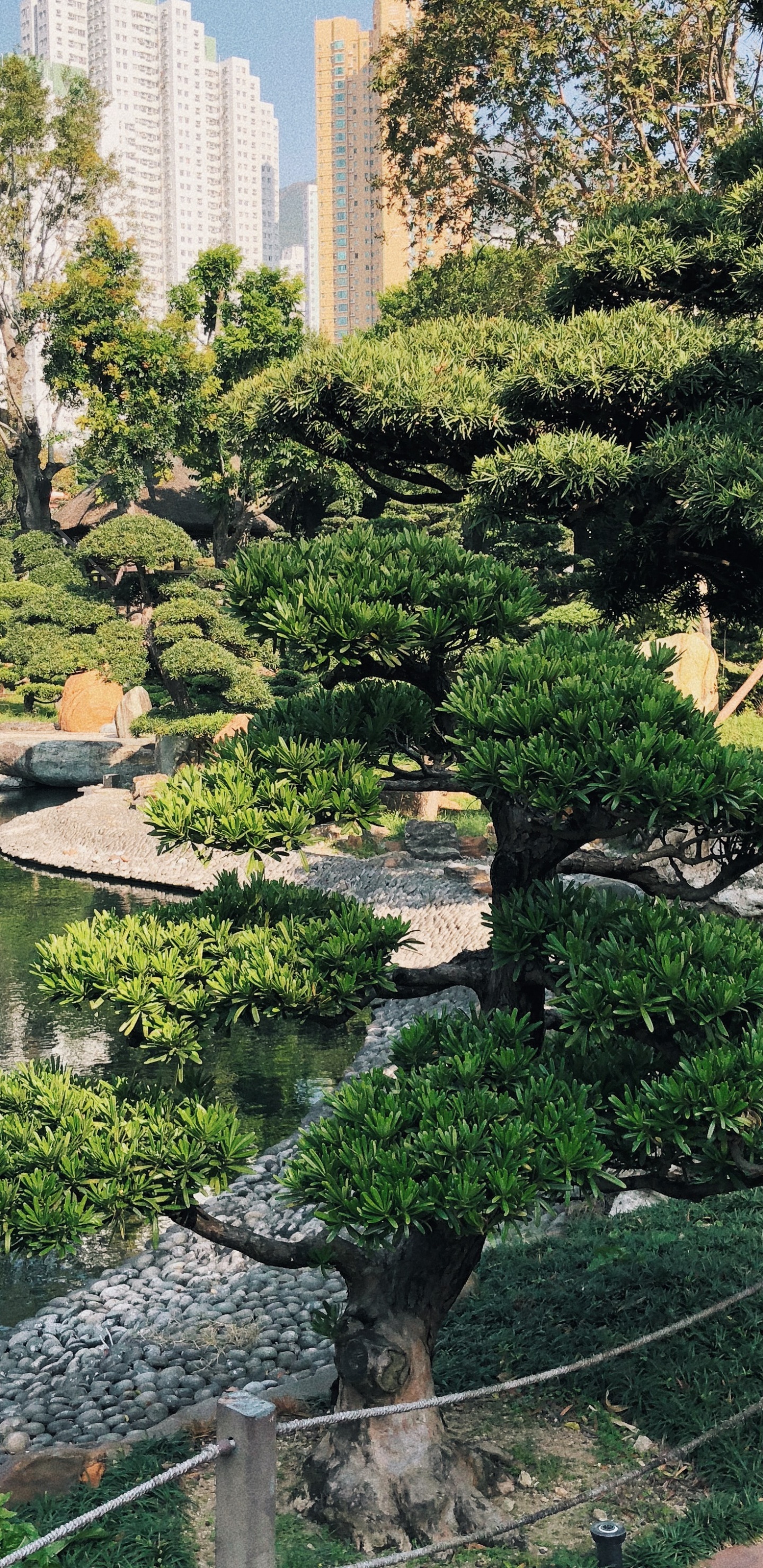 Hongkong, Vegetation, Botanischer Garten, Biome, Wasser. Wallpaper in 1440x2960 Resolution