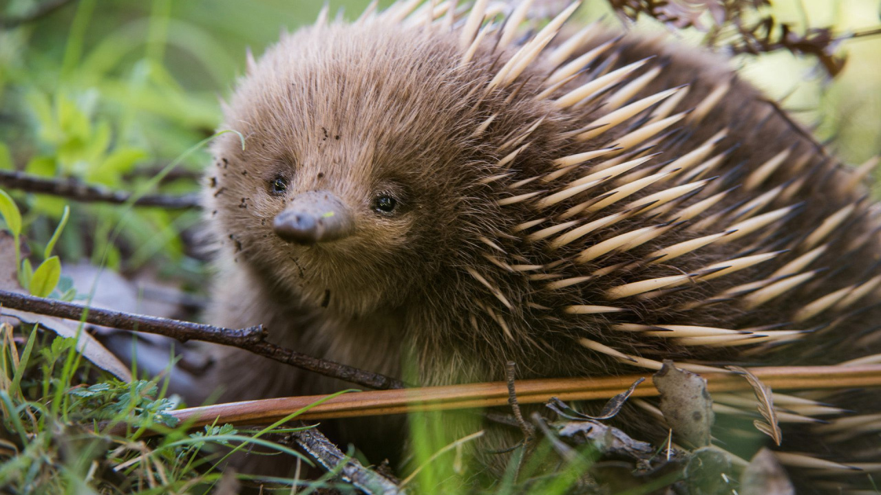 Brown Hedgehog on Green Grass During Daytime. Wallpaper in 1280x720 Resolution