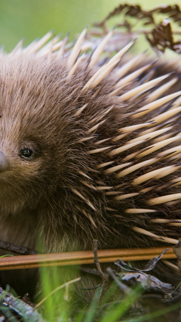 Brown Hedgehog on Green Grass During Daytime. Wallpaper in 720x1280 Resolution