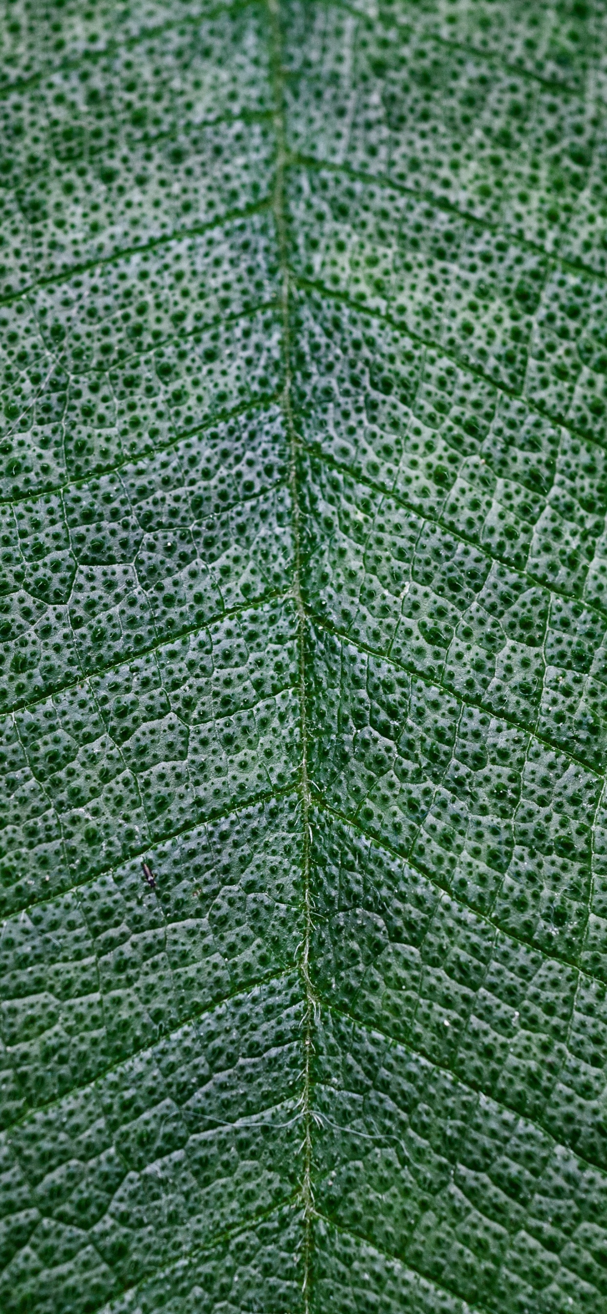 Green Leaf in Close up Photography. Wallpaper in 1242x2688 Resolution