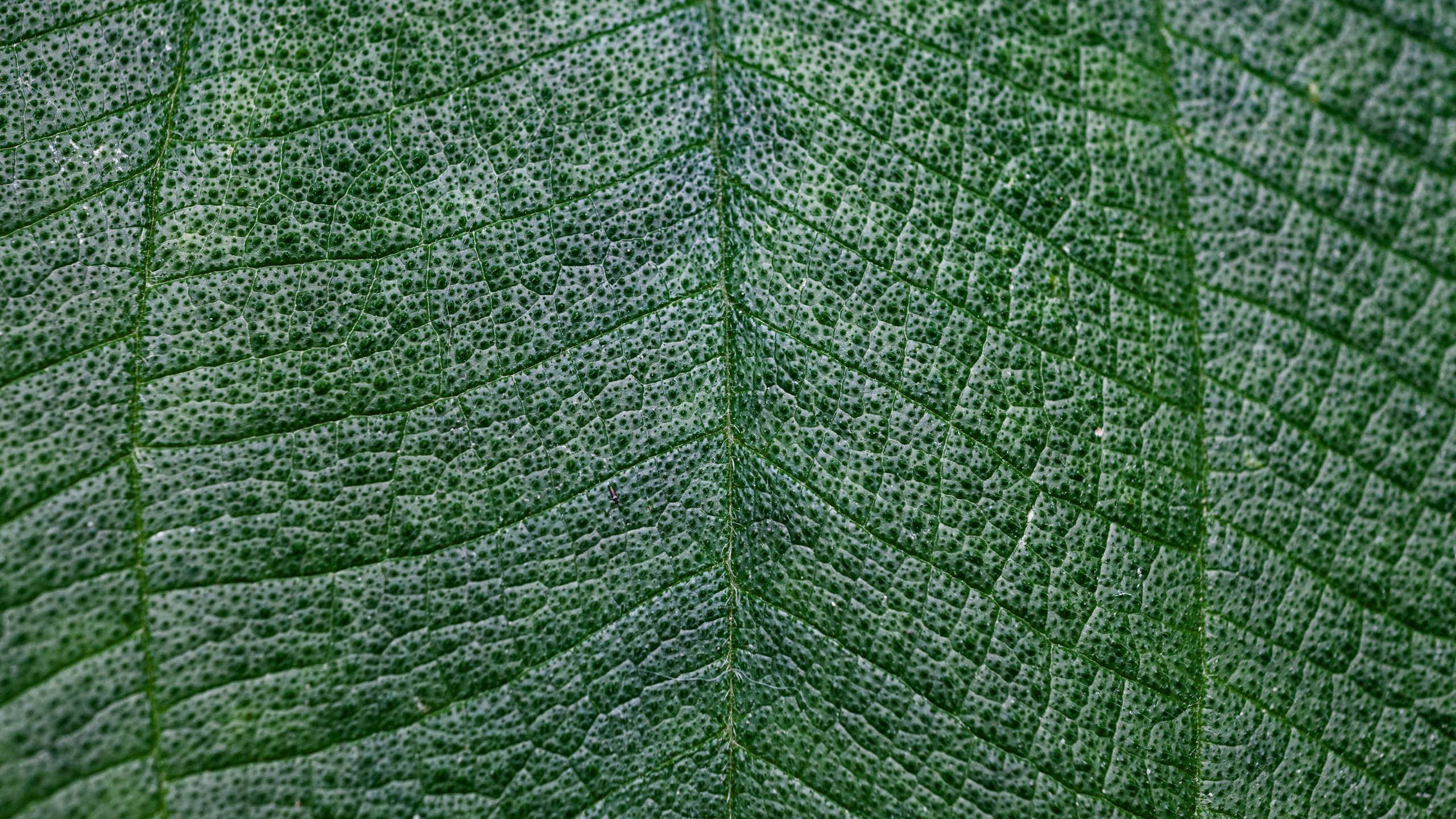 Green Leaf in Close up Photography. Wallpaper in 2560x1440 Resolution