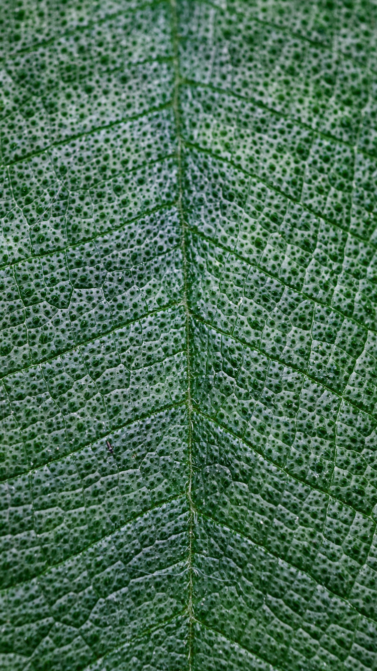 Green Leaf in Close up Photography. Wallpaper in 750x1334 Resolution