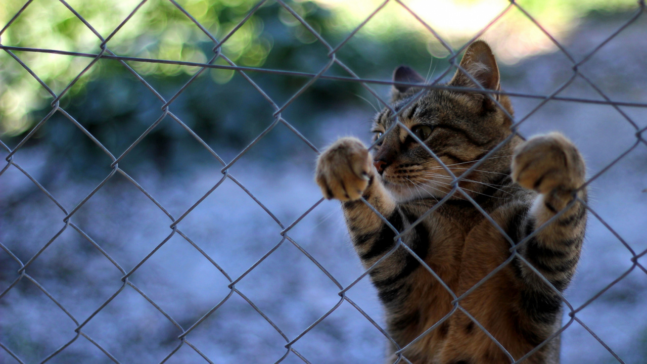 Brown Tabby Cat on Gray Metal Fence. Wallpaper in 1280x720 Resolution