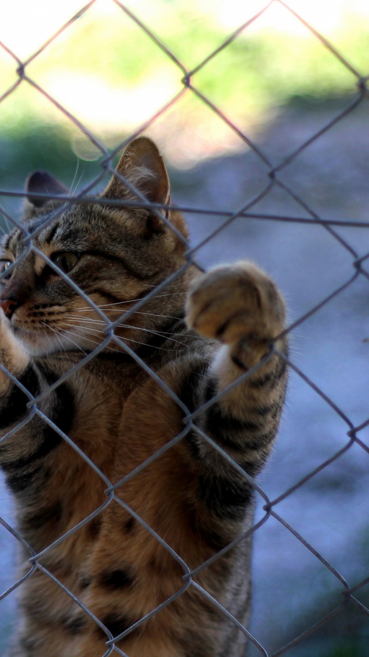 Brown Tabby Cat on Gray Metal Fence. Wallpaper in 720x1280 Resolution