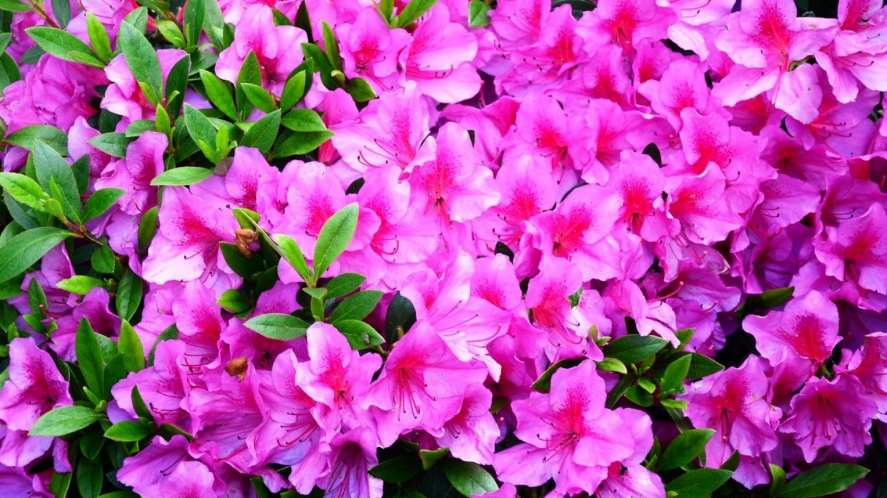 Pink Flowers With Green Leaves. Wallpaper in 1280x720 Resolution