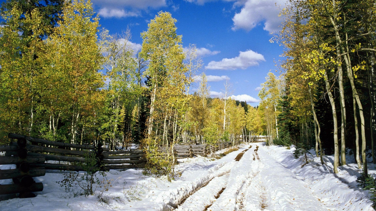 Arbres Verts Sur Sol Couvert de Neige Sous Ciel Bleu Pendant la Journée. Wallpaper in 1280x720 Resolution