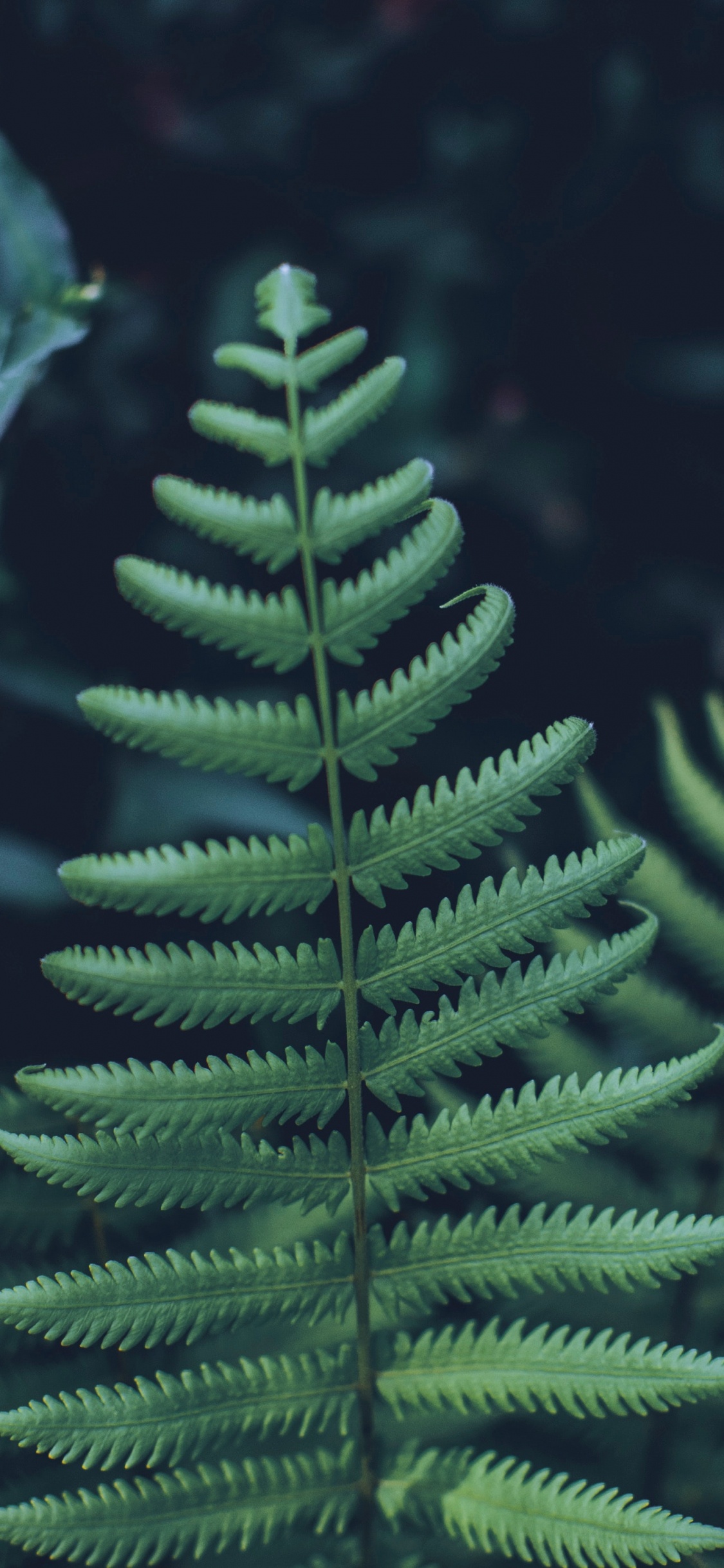 Plante, Feuille, Fougère, Jaune Sapin, Canadienne Sapin. Wallpaper in 1125x2436 Resolution