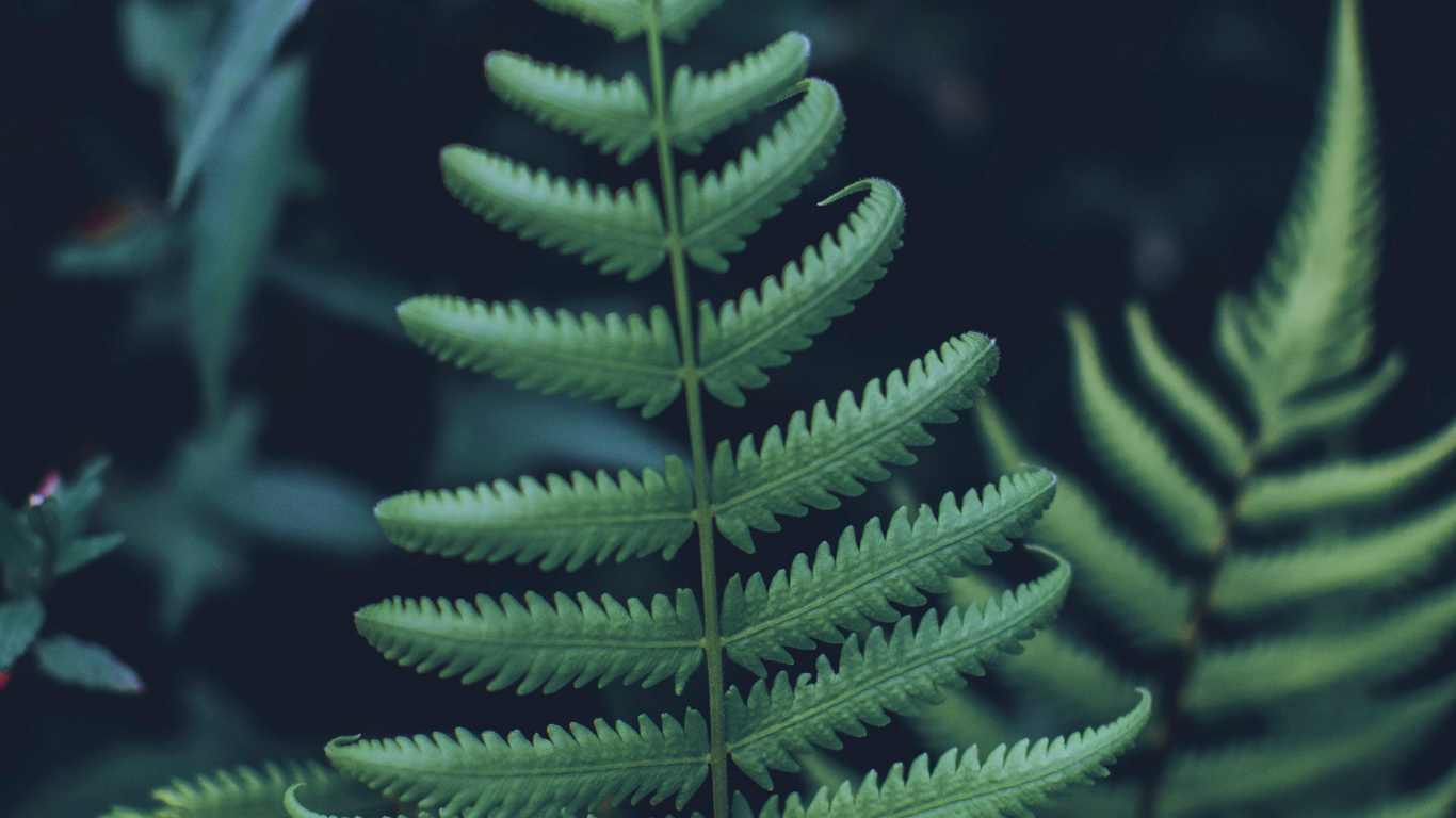 Plante, Feuille, Fougère, Jaune Sapin, Canadienne Sapin. Wallpaper in 1366x768 Resolution