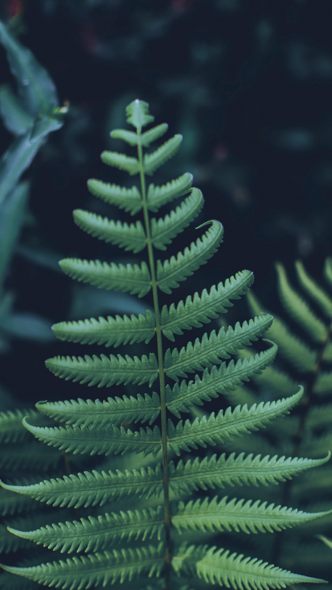 Planta, Helecho, Amarillo Fir, Canadiense Fir, Verde. Wallpaper in 1080x1920 Resolution