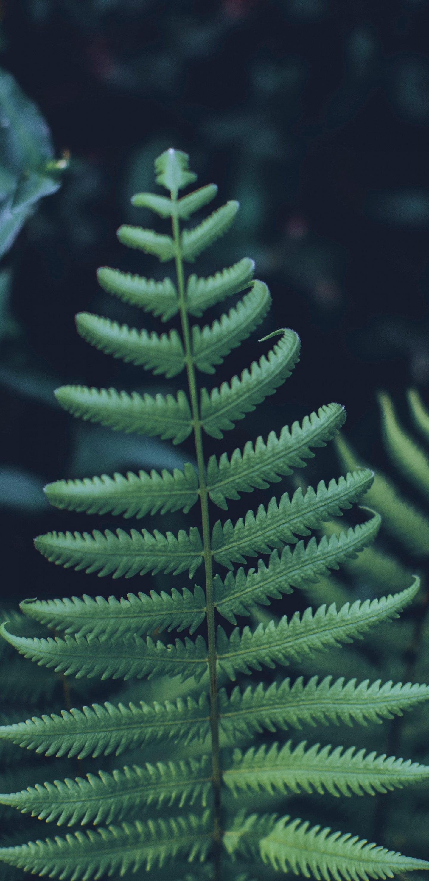 Planta, Helecho, Amarillo Fir, Canadiense Fir, Verde. Wallpaper in 1440x2960 Resolution