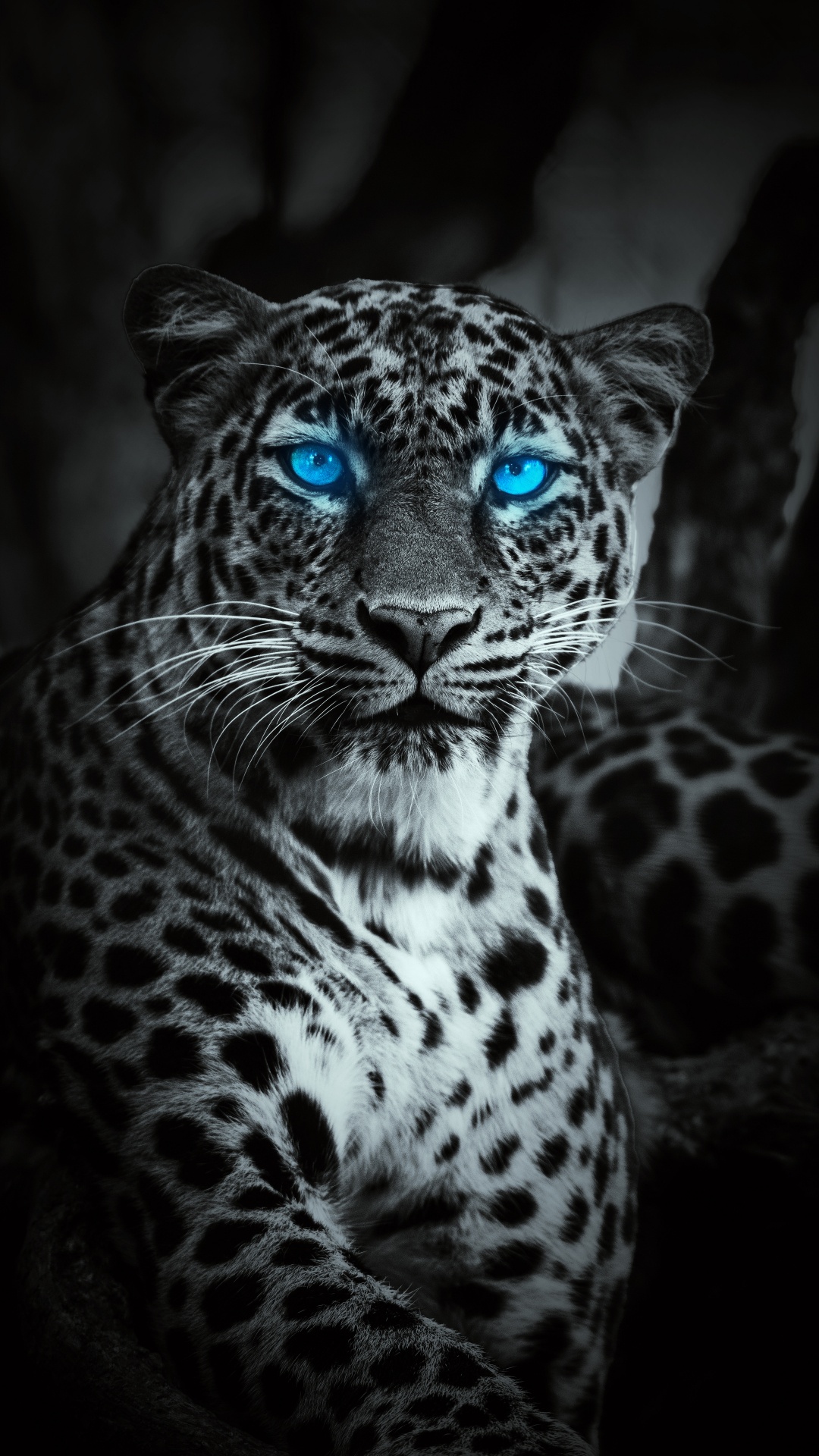 Tiger, Leopard, Schneeleopard, Lion, Jaguar. Wallpaper in 1080x1920 Resolution