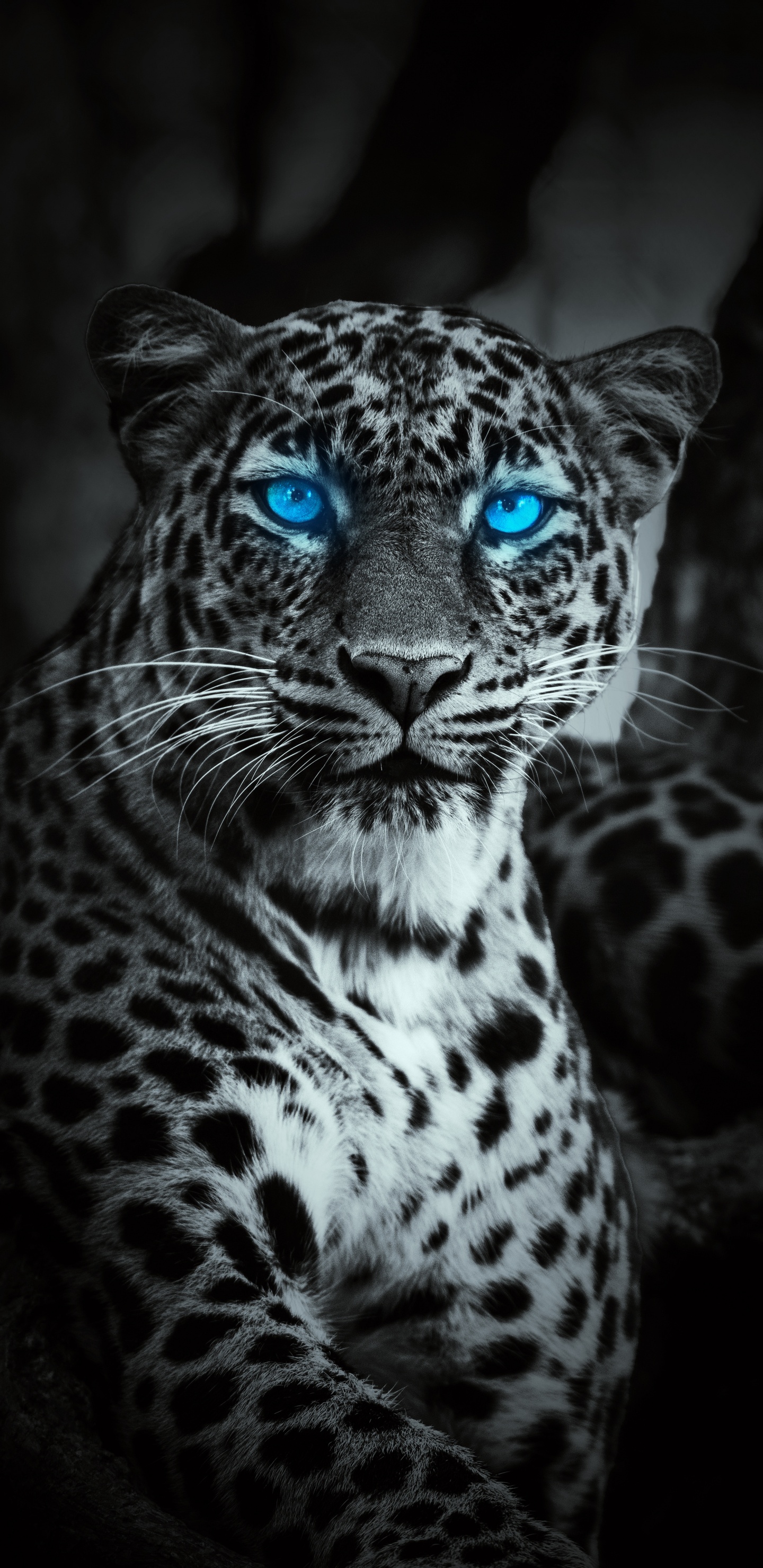 Tiger, Leopard, Schneeleopard, Lion, Jaguar. Wallpaper in 1440x2960 Resolution