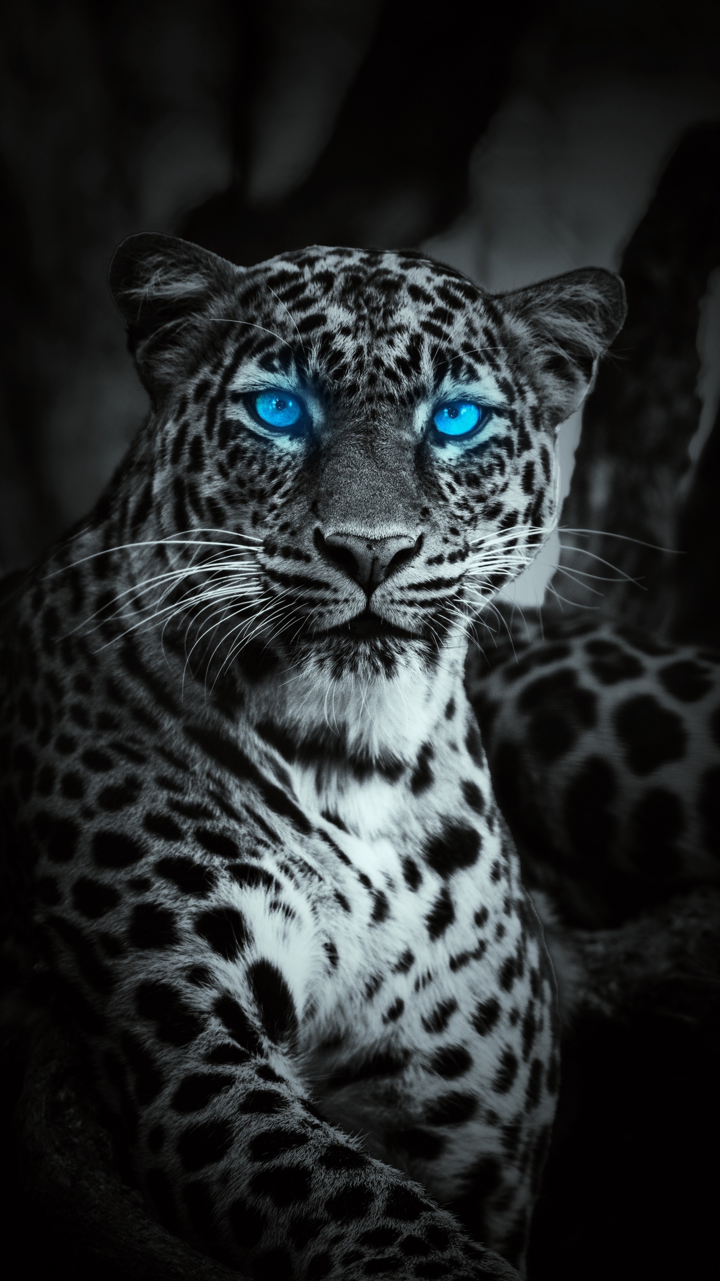 Tiger, Leopard, Snow Leopard, Lion, Jaguar. Wallpaper in 1440x2560 Resolution