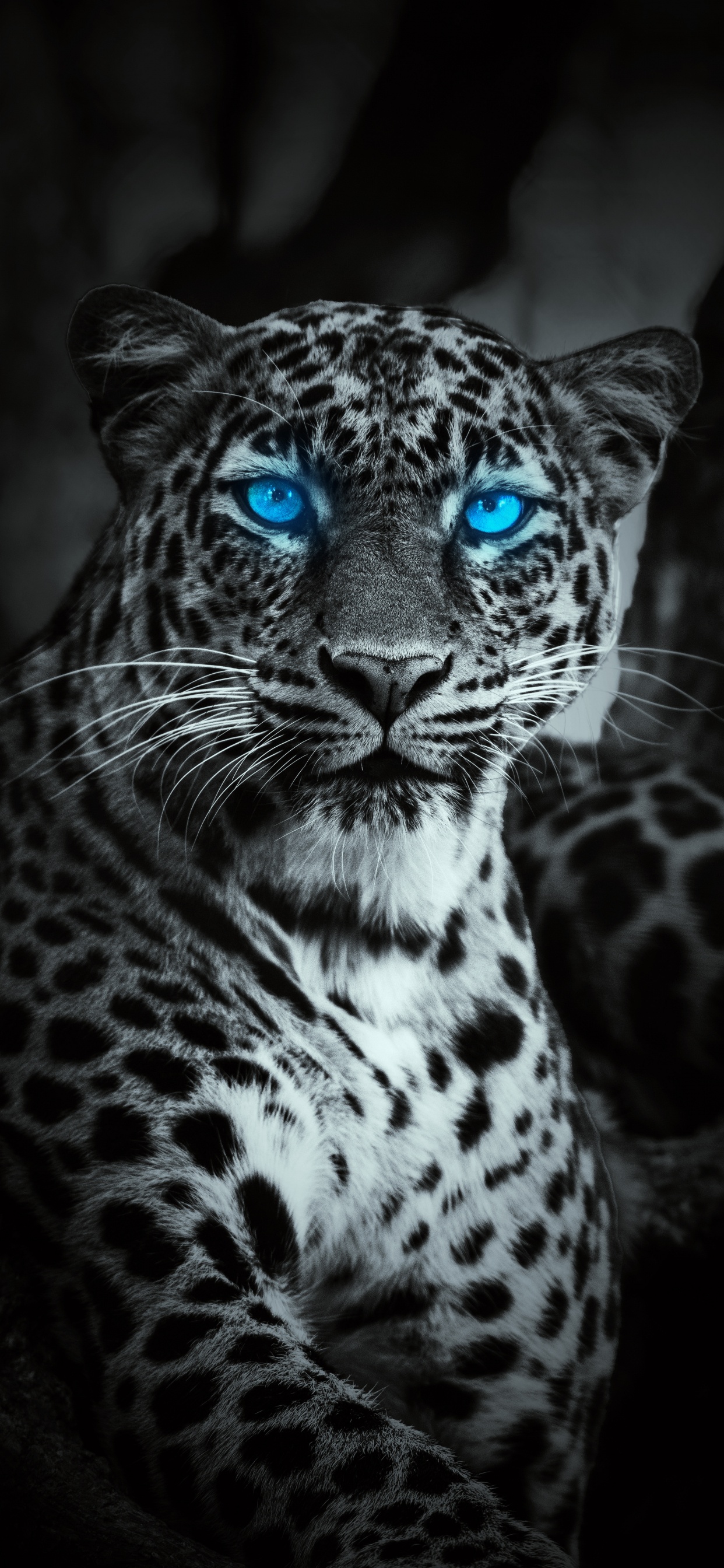 Tigre, Leopard, Leopardo, Leones, Jaguar. Wallpaper in 1242x2688 Resolution