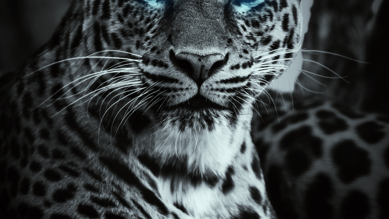Tigre, Leopard, Leopardo, Leones, Jaguar. Wallpaper in 1366x768 Resolution