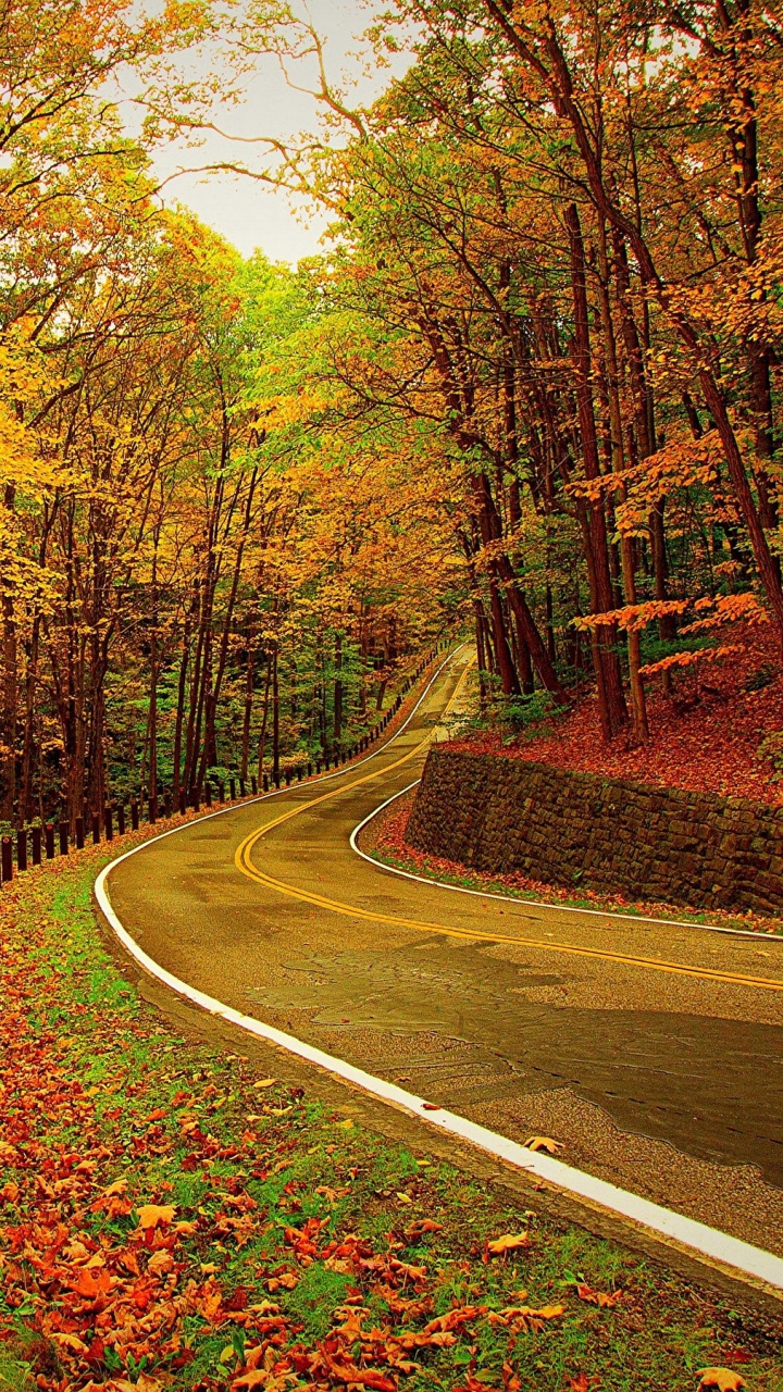 Gray Asphalt Road in Between Trees During Daytime. Wallpaper in 720x1280 Resolution